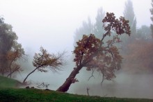 Fogs-rastumany / ***