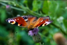 Schmetterling / ***