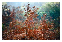 Herbstfarben / ***