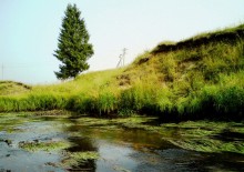 Einsame Fichte / ...