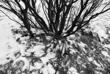 Fotonummer 445 / ***