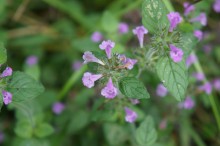 Waldblumen / ***