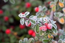 Cotoneaster / ***