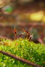 Moss Blumen / ........