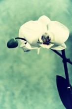 Orchid / &&&