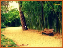 Botanischer Garten, Suchumi / ***