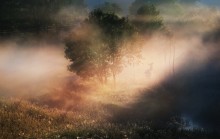 Beginn der Licht / ***