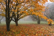 Herbst / ***