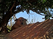 Hund / ***