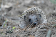 Fröhlich Igel / ***