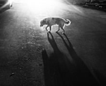 Bright Light II / ***