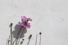 Blumen an der Wand Hintergrund / ***
