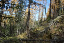 geheimnisvollen Wald / ***