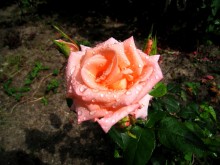 Queen Garden / ***
