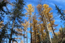 Im Wald / ***