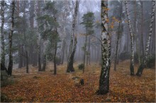 Im Wald / ***