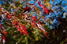Herbstfarben / ***