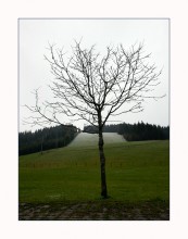 Unbekannt Baumarten, noch nicht alt ... / ***