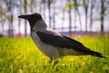 Raven / ***