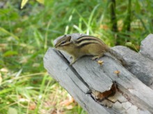 Backenhörnchen / ***