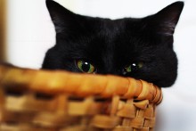 Piercing Blick / ***