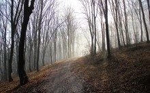 Wald in Tovtry / ***