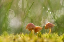 Morgen Erwachen / ***