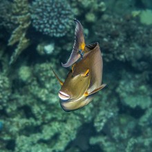Fisch-Nashorn / Sony NEX-5N+Sigma 60/2.8