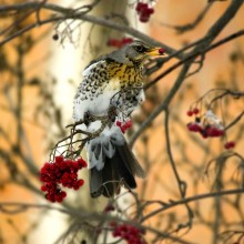Thrush Wacholderdrossel / ***
