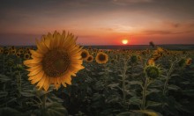 Solarblume / ***