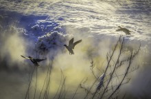 Ducks / ***