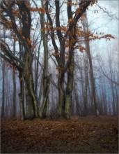 Herbst im Januar / ***
