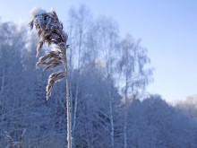 "Flower" Winter / ***