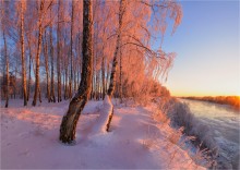Birch. / ***