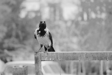 Was brauchen Sie? / ***