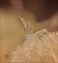 Der Flug des Phoenix ... / ***