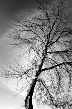 Winter-Einsamkeit / ***