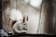 Eichhörnchen / ***