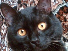 Meine Katze / ***