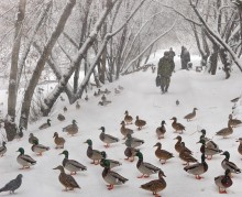 Enten, Menschen und Schnee / ***