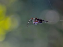 Spider-Trail / ***