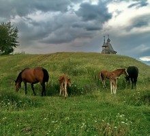 Auf der Weide / ***