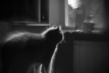 Licht / ***