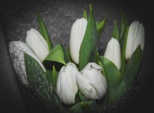 Tulpen / ...
