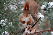 Winter auf der Nase / ***