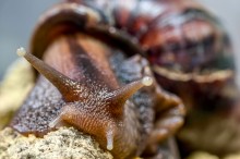 Schnecke / ***