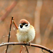 Spatz / ***