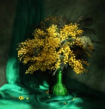 Mimosa / ***