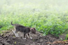 On the hunt / ***