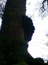 Baum schreit ......... / ***